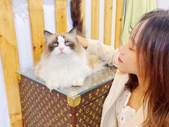 -青奢宠物·青奢猫舍