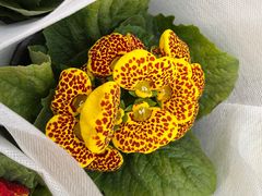 -李村大集