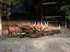-清迈夜间动物园