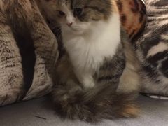 -豆老板的猫咖啡(碑林博物馆店)