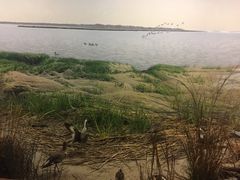 -美国自然历史博物馆