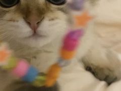-欣宠猫屋·矮脚拿破仑·蓝金金渐层