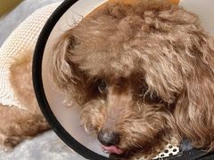 -暖阳宠物医院·犬猫康复中心·骨科