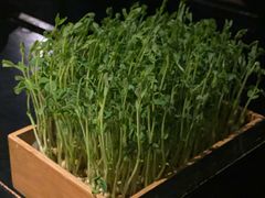 活体豌豆苗-捞王锅物料理(凯旋路店)