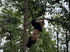 -中国大熊猫保护研究中心雅安碧峰峡基地