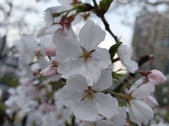 -西北湖绿化广场