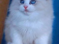 -十年猫舍·猫咪专门店(普陀店)