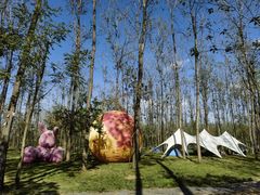 -合肥滨湖国家森林公园