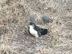 -企鹅岛