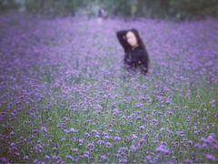 iphone_upload_pic-荷兰花海
