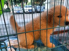 -瑞派康怡24h宠物医院·犬猫医疗中心·微创绝育(瑞景分院)