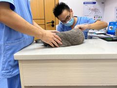 -博特宠物医院24h犬猫全科.骨科·异宠
