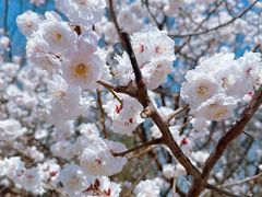 -北京鹫峰国家森林公园