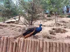 -青藏高原野生动物园