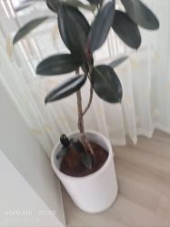 -HEYAN荷妍专业脱毛连锁机构