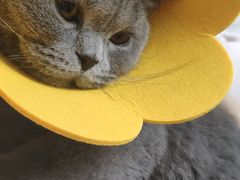 -瑞派福兴宠物医院犬猫全科·骨科·中西医结合(河东店)