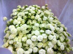 -沪花拾者(好再来花卉鲜花店)