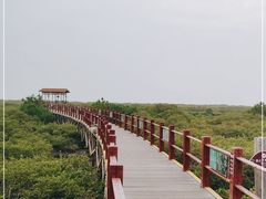 -北海金海湾红树林生态旅游区