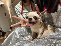 -萌喵宠狗爱心宠咖
