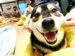 -逗柴咖啡屋·狗咖猫咖宠物桌游