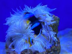-北海海底世界