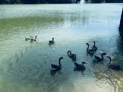 -广州白江湖森林公园