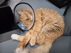 -创凡宠物医院·骨专科  猫科中心(西乡分院)