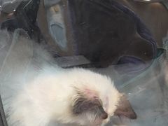 -联合动物医院(光谷诊疗中心)