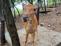 -大连森林动物园