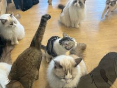 -有喵·猫咖·狗咖·30几只猫10只小狗(岗厦店)