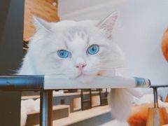 -瞄一喵猫咖(格力海岸店)