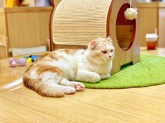 -猫和宫(六道口店)