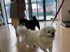 -小叮当动物医院·骨科·眼科