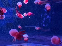-欢乐海岸海洋奇梦馆