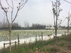 -长兴岛郊野公园农场食堂