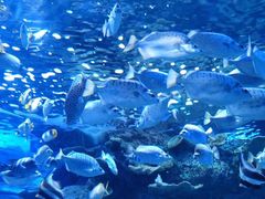 -左海海底世界