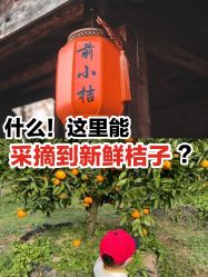 -前小桔亲子创意农场·草莓采摘·露营烧烤