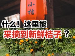 -前小桔亲子创意农场·草莓采摘·露营烧烤