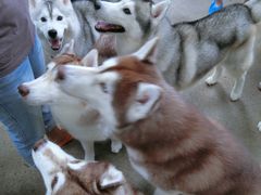 -TrueLove @ Neverland (Husky Cafe)