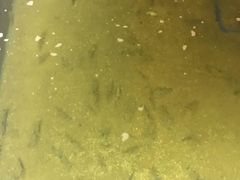 -会江钓鱼钓虾烧烤场