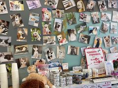 -爱妮康宠物医院·干细胞免疫细胞·肿瘤·心脏(张江店)