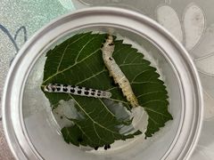 -上海昆虫博物馆