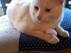 咪咪-MIKAKU(万达广场上海宝山店)