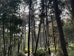 -铁山坪森林公园