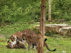 -北京野生动物园