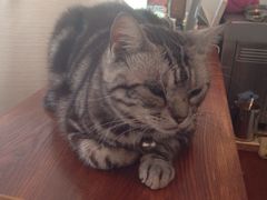 iphone_upload_pic-海边的猫和咖啡馆