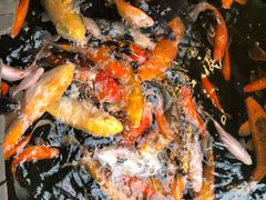 -上海大自然野生昆虫馆(东方明珠·爬宠昆虫探索中心)