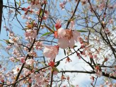 -桃花堤公园