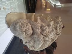 -青岛贝壳博物馆