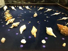 -青岛贝壳博物馆